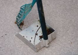 Dog Poop Scooping