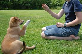 dog trainer