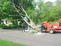 Tree And Shrub Service 