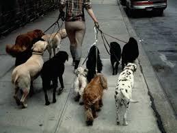 Dog Walking 