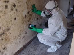 Mold Remediation 