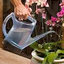 Plants Watering Service (Indoor Or Outdoor) 