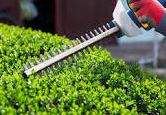 Hedge Trimming