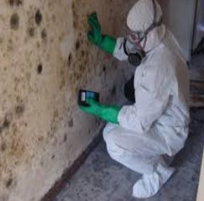 Mold Removal Up to 2500 sq. ft. home