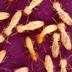 Termite Extermination 